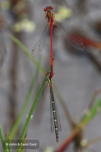 J17_4702 Xanthocnemis zealandica tandem.JPG